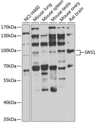 Western Blot: IWS1 AntibodyBSA Free [NBP3-05112]