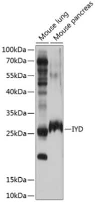 Western Blot: IYD AntibodyBSA Free [NBP3-04884]