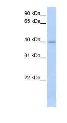 Western Blot: IZUMO1 Antibody [NBP1-62704]