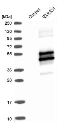 Western Blot: IZUMO1 Antibody [NBP1-83086]