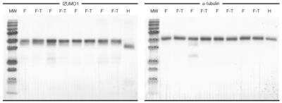 Western Blot: IZUMO1 Antibody [NBP1-83086]
