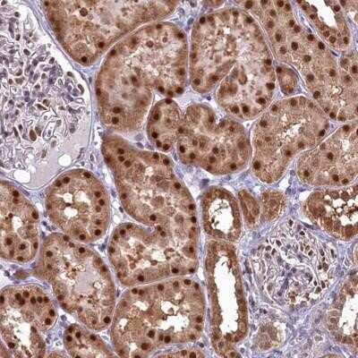 Immunohistochemistry-Paraffin: IZUMO2 Antibody [NBP1-90720]