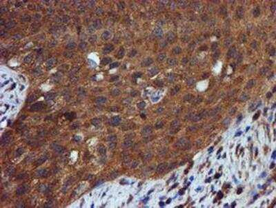 Immunohistochemistry-Paraffin: Iduronate 2-Sulfatase/IDS Antibody (OTI1D9) [NBP2-01745]