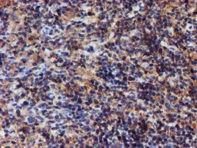 Immunohistochemistry-Paraffin: Iduronate 2-Sulfatase/IDS Antibody (OTI1D9) [NBP2-01745]