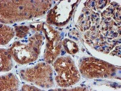 Immunohistochemistry-Paraffin: Iduronate 2-Sulfatase/IDS Antibody (OTI4G2) [NBP2-01761]