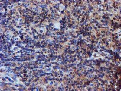 Immunohistochemistry-Paraffin: Iduronate 2-Sulfatase/IDS Antibody (OTI4G2) [NBP2-01761]
