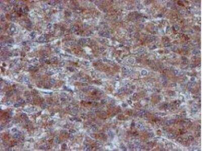 Immunohistochemistry-Paraffin: Iduronate 2-Sulfatase/IDS Antibody (OTI4G2) [NBP2-01761]