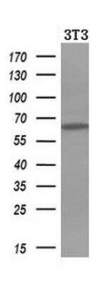 Western Blot: Iduronate 2-Sulfatase/IDS Antibody (OTI1D9) [NBP2-01745]