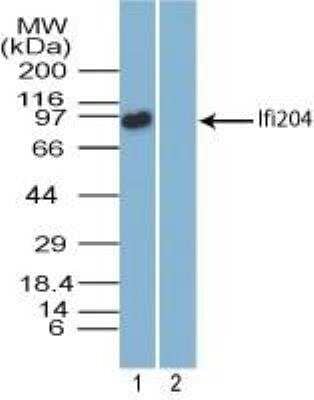 Western Blot: Ifi204 Antibody [NBP2-27153]