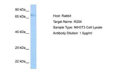 Western Blot: Ifi204 Antibody [NBP2-84084]