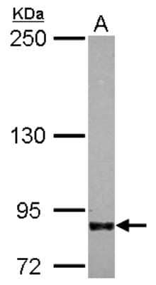 Western Blot: Ift80 Antibody [NBP2-16927]