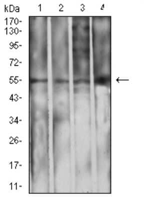 Western Blot: IgA Antibody (7D5F12)BSA Free [NBP2-61794]
