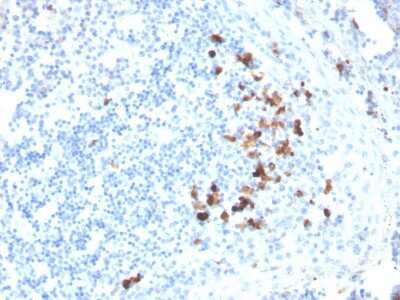 Immunohistochemistry-Paraffin: IgA Antibody (HISA43) [NBP2-45053]