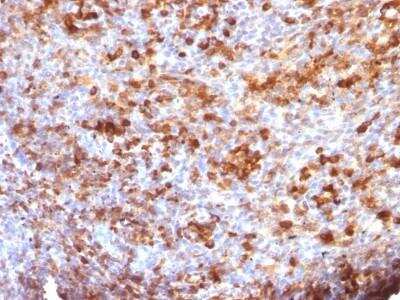 Immunohistochemistry-Paraffin: IgG Antibody (B33/20) - Azide and BSA Free [NBP2-47724]