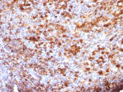 Immunohistochemistry-Paraffin: IgG Antibody (B33/20) - IHC-Prediluted [NBP2-48237]