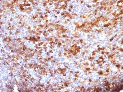 Immunohistochemistry-Paraffin: IgG Antibody (B33/20) [NBP2-45062]