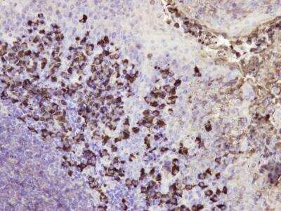 Immunohistochemistry-Paraffin: IgG Antibody (E20-V) [NBP3-08196]