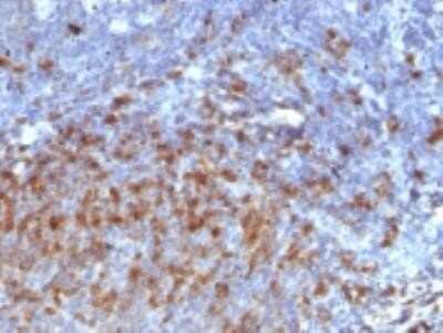 Immunohistochemistry-Paraffin: IgG Antibody (IG266) - Azide and BSA Free [NBP2-34648]
