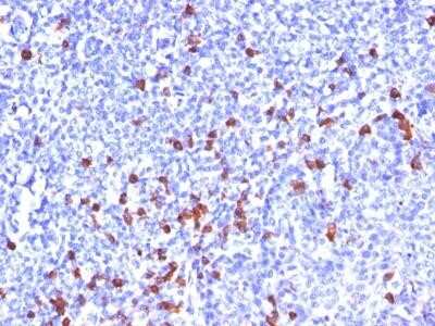 Immunohistochemistry-Paraffin: IgG Antibody (SPM556) - Azide and BSA Free [NBP2-34428]