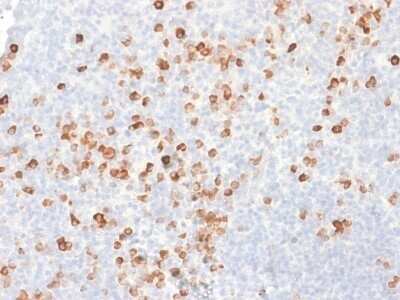 Immunohistochemistry-Paraffin: IgG Antibody (rIG266) - Azide and BSA Free [NBP2-79849]