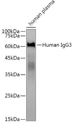 Western Blot: IgG3 Antibody (6Q4J8) [NBP3-15876]