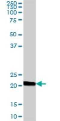 Western Blot: IgJ Antibody [H00003512-B01P]