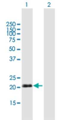 Western Blot: IgJ Antibody [H00003512-B01P]