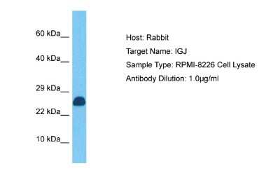 Western Blot: IgJ Antibody [NBP2-87622]