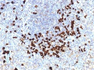 Immunohistochemistry-Paraffin: Lambda Light Chain Antibody (LLC/1738) - Azide and BSA Free [NBP2-54420]