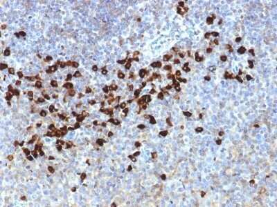 Immunohistochemistry-Paraffin: Lambda Light Chain Antibody (LLC/1738) - Azide and BSA Free [NBP2-54420]