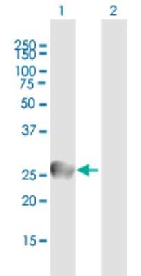 Western Blot: IgL Antibody [H00003535-B01P]