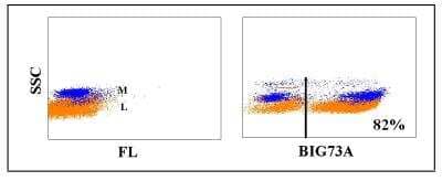 Flow Cytometry: IgM Antibody (BIG73A) [NBP2-61072]