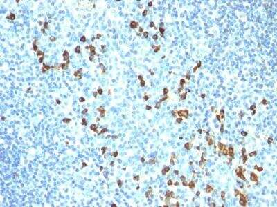 Immunohistochemistry-Paraffin: IgM Antibody (ICO-30) - Azide and BSA Free [NBP2-47723]