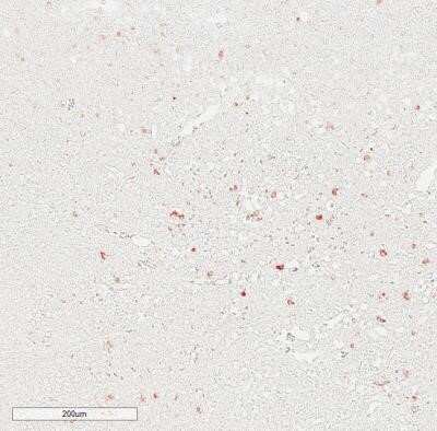 Immunohistochemistry-Paraffin: IgM Antibody (IM260) - Azide and BSA Free [NBP2-34649]