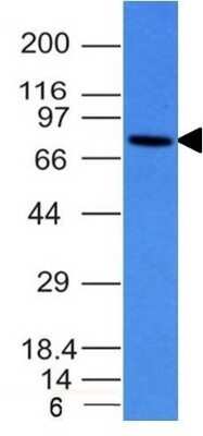 Western Blot: IgM Antibody (IM260)Azide and BSA Free [NBP2-34649]