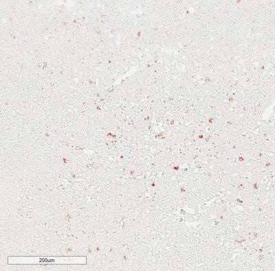 Immunohistochemistry-Paraffin: IgM Antibody (IM260) - IHC-Prediluted [NBP2-45057]