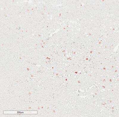Immunohistochemistry-Paraffin: IgM Antibody (IM260) [NBP2-34253]