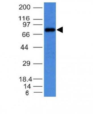 Western Blot: IgM Antibody (IM373)Azide and BSA Free [NBP2-34650]