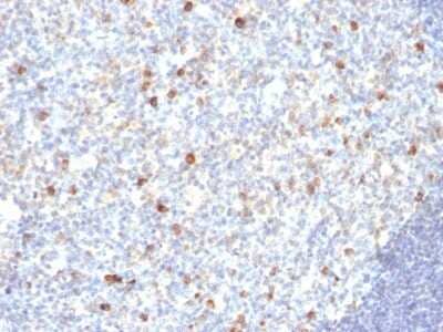 Immunohistochemistry-Paraffin: IgM Antibody (SPM188) [NBP2-45055]