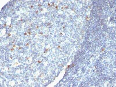 Immunohistochemistry-Paraffin: IgM Heavy Chain Antibody (Cocktail) - IHC-Prediluted [NBP2-48241]