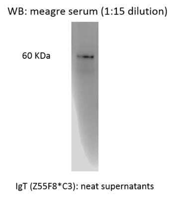 Western Blot: IgT Antibody (Z55F8*C3)BSA Free [NBP2-61127]