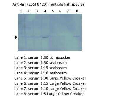 Western Blot: IgT Antibody (Z55F8*C3)BSA Free [NBP2-61127]