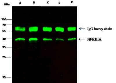 Immunoprecipitation: IkB-alpha Antibody (116) [NBP2-90043]