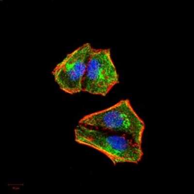 Immunocytochemistry/ Immunofluorescence: IkB-alpha Antibody (4D4C4) - BSA Free [NBP2-52517]