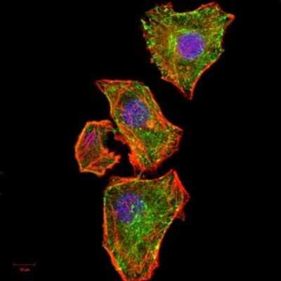 Immunocytochemistry/ Immunofluorescence: IkB-alpha Antibody (4D4C4) - BSA Free [NBP2-52517]