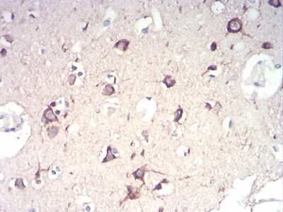 Immunohistochemistry-Paraffin: IkB-alpha Antibody (4D4C4) - BSA Free [NBP2-52517]