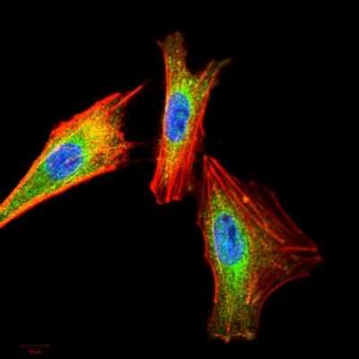 Immunocytochemistry/ Immunofluorescence: IkB-alpha Antibody (4D4F2) - BSA Free [NBP2-52518]