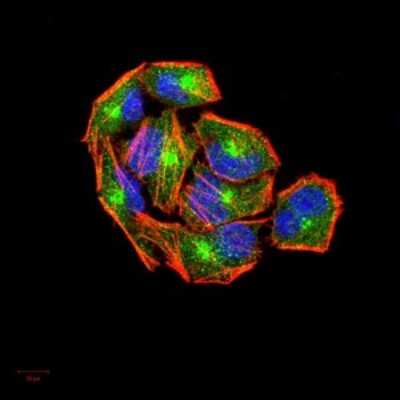 Immunocytochemistry/ Immunofluorescence: IkB-alpha Antibody (4D4F2) - BSA Free [NBP2-52518]