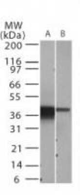 Western Blot: IkB-alpha Antibody (6A920)Azide and BSA Free [NBP2-80787]