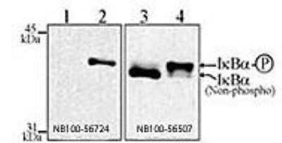 Western Blot: IkB-alpha Antibody (6A920)Azide and BSA Free [NBP2-80787]